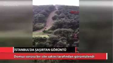İstanbul'da Şaşırtan Olay