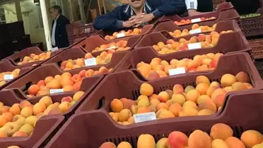 Kayısıda Altın Yıl