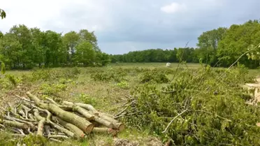 Silivri'de Ormanlık Alandaki Ağaçların Kesilmesine Tepki