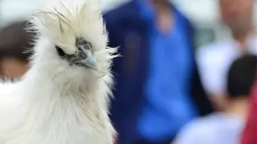 Tokat'ta Süs Tavuğu Severler Bir Araya Geldi