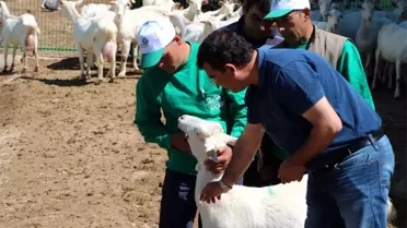 4 Bin Lira Maaşla Çoban Yetiştiriyorlar