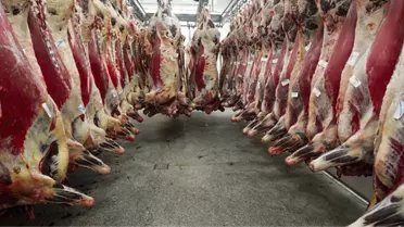 Belçika'da Helal ve Koşer Et Kesimi Yasaklandı