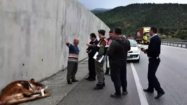 Kastamonu'da D-100 Karayoluna İnek Düştü