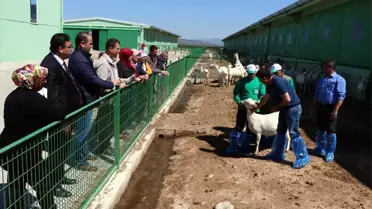 4 Bin Lira Maaşla Çoban Yetiştiriyorlar