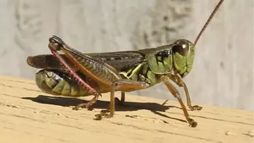 Akseki'de Çekirgeyle Mücadele Başladı