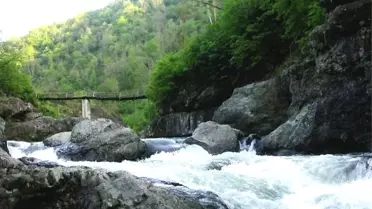 Ordu'nun Derelerinde 'Japon Sazanı' Tehlikesi