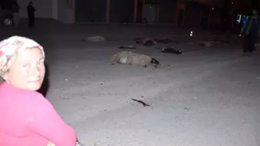 Kadirli'de Otomobil Sürüye Daldı, 25 Küçükbaş Hayvan Telef Oldu