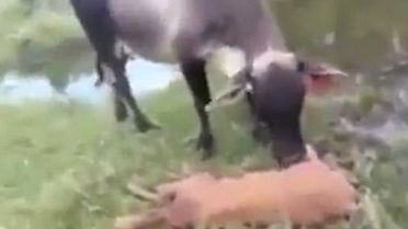 Yavrusunun Yasını Tutan Öfkeli İnek, Yılana Saldırdı