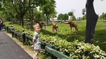 Miniklerin Zürafa Heyecanı