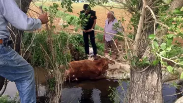 Çamura Saplanan İneği İtfaiye Ekipleri Kurtardı