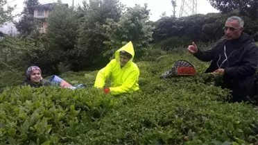 Rize'de Yaş Çay Hasadına Başlandı