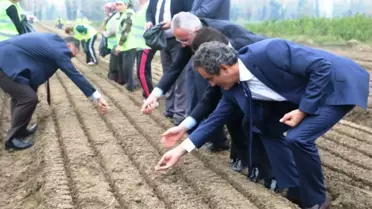 Fidanlıkta Kayın Tohumları Fidana Dönüştü