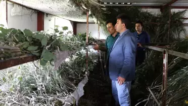 İpek Böceğinden 40 günde 15 Bin TL Kazanıyor