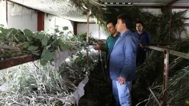 90 Metrekarede Beslediği İpek Böceklerinden 40 Günde 15 Bin TL Kazanıyor