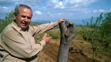 Aydın'da Kestane Ağaçları Kuruyor
