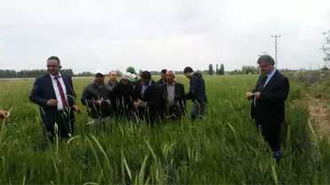 Ereğli'de Daha İyi Ürün İçin Yararlı Böcekler Tarlalara Salınıyor