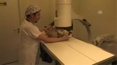 Yaralı Halde Bulunan Kızıl Akbaba Ameliyat Edildi