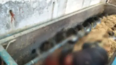 Yem Makinesinde Feci Ölüm