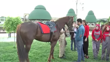 Türkiye'nin Ilk Lisanslı Kadın Seyisleri Mezun Oldu