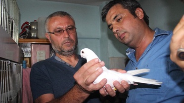Denizli'de Güvercin Güzellik Yarışmasın Yoğun İlgi