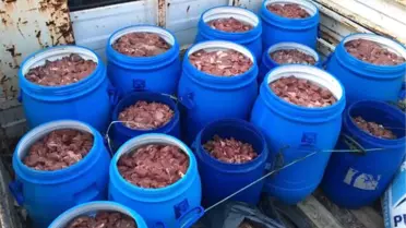 Satışa Hazır 5 Ton Domuz Eti Ele Geçti