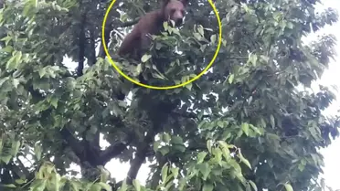 Kiraz Ağacına Çıkan Ayıyı Gören Çiftçi Gözlerine İnanamadı