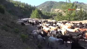 Antalya Gazipaşa'da Yörükler Yaylaya Göç Ediyor