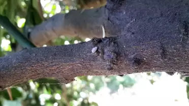 50 Bin Dekarlık Turunçgiller Unlu Bit Hastalığıyla Mücadele Ediyor