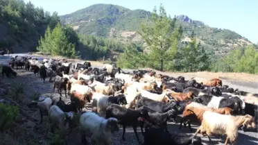 Gazipaşa'da Yörükler Yaylaya Göç Ediyor