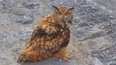 Yaralı Baykuş Tedavi Altına Alındı