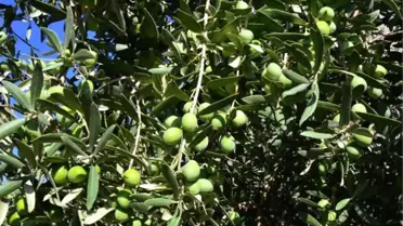 Zeytin Üreticisi Tedirgin