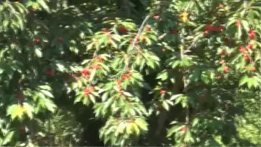 Aydın- Kirazlı, Kirazı Terk Edip Bağcılığa Yöneliyor