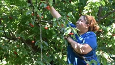 Kirazlı, Kirazı Terk Edip Bağcılığa Yöneliyor