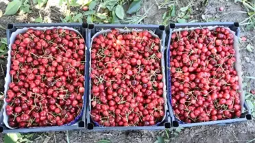 Kirazlı, Kirazı Terk Edip Bağcılığa Yöneliyor