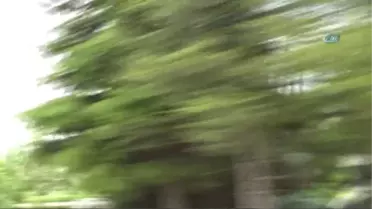 Şiddetli Rüzgar Ağaçları Yerinden Söktü