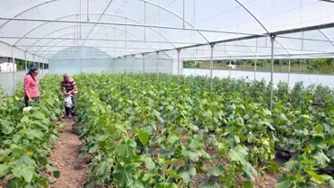 Tesadüfen Fark Edilen Aile, Modern Serada İlk Hasada Başladı