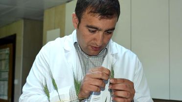 Yyü'de Mucize Buğday Üzerinde Gen Araştırması