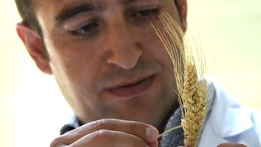 Yyü'de Mucize Buğday Üzerinde Gen Araştırması