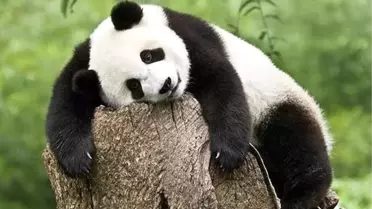 Gurbetçi Pandalar Çin'e Döndü