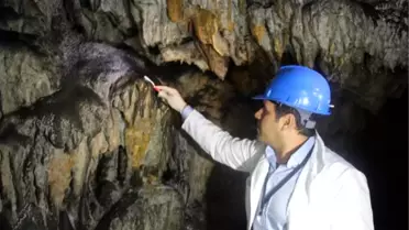 Mağara Diş Fırçasıyla Temizleniyor