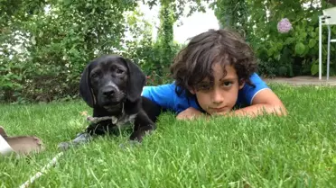 Yalova'da Köpek Katliamı