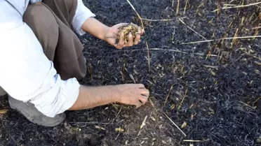 Arpa Ekili Tarla Yandı