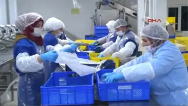 Denizli Rusya'ya 500 Ton Balık Ihracatı