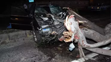 Antalya'da Korkunç Kaza! Ağaç Yerinden Koptu