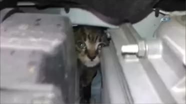 Motora Giren Yavru Kedi Sıkıştığı Yerden 3 Saat Sonra Çıkarılabildi