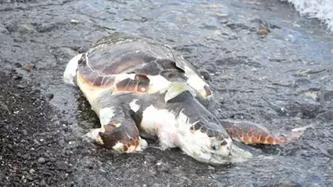 Caretta Caretta'Lar Ölmesin Diye Poşet Topladılar