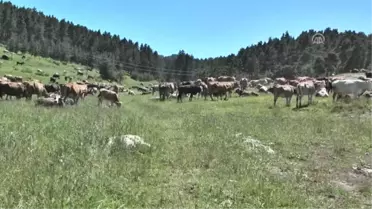Güneş Panelli Çobanlar