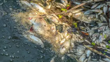 Bursa'da Korkutan Balık Ölümleri