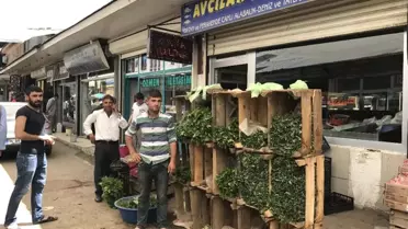 Balıkçılık Bitti, Fide Satışı Başladı