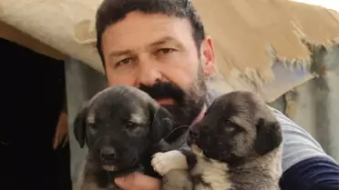 Hazır Süt Kangal Yavrularını Öldürüyor